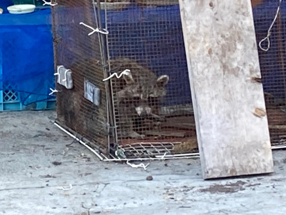 Imagine my surprise. Yes, it's a raccoon all right. I'm from Canada, so no stranger to me, but thankfully not a critter I encounter at the garbage collection site on my block.